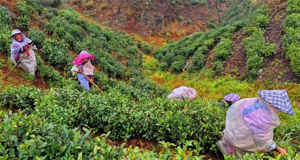 贵州都匀：茶园冬季管护忙蓄势待茶香(图1)