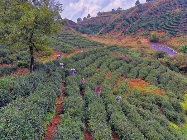 贵州都匀：茶园冬季管护忙蓄势待茶香(图2)