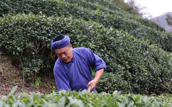 贵州都匀：茶园冬季管护忙蓄势待茶香(图3)