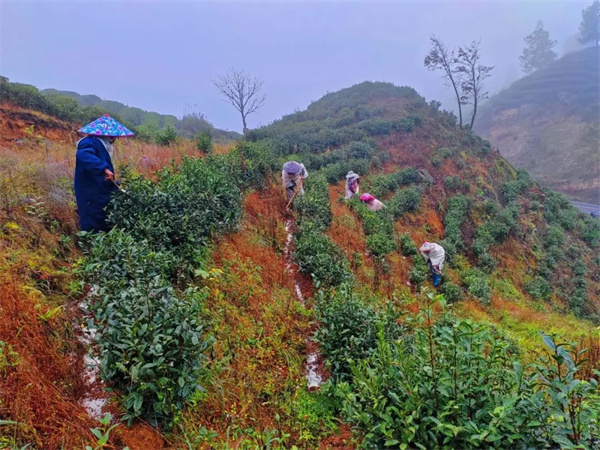 贵州都匀：茶园冬季管护忙蓄势待茶香(图4)