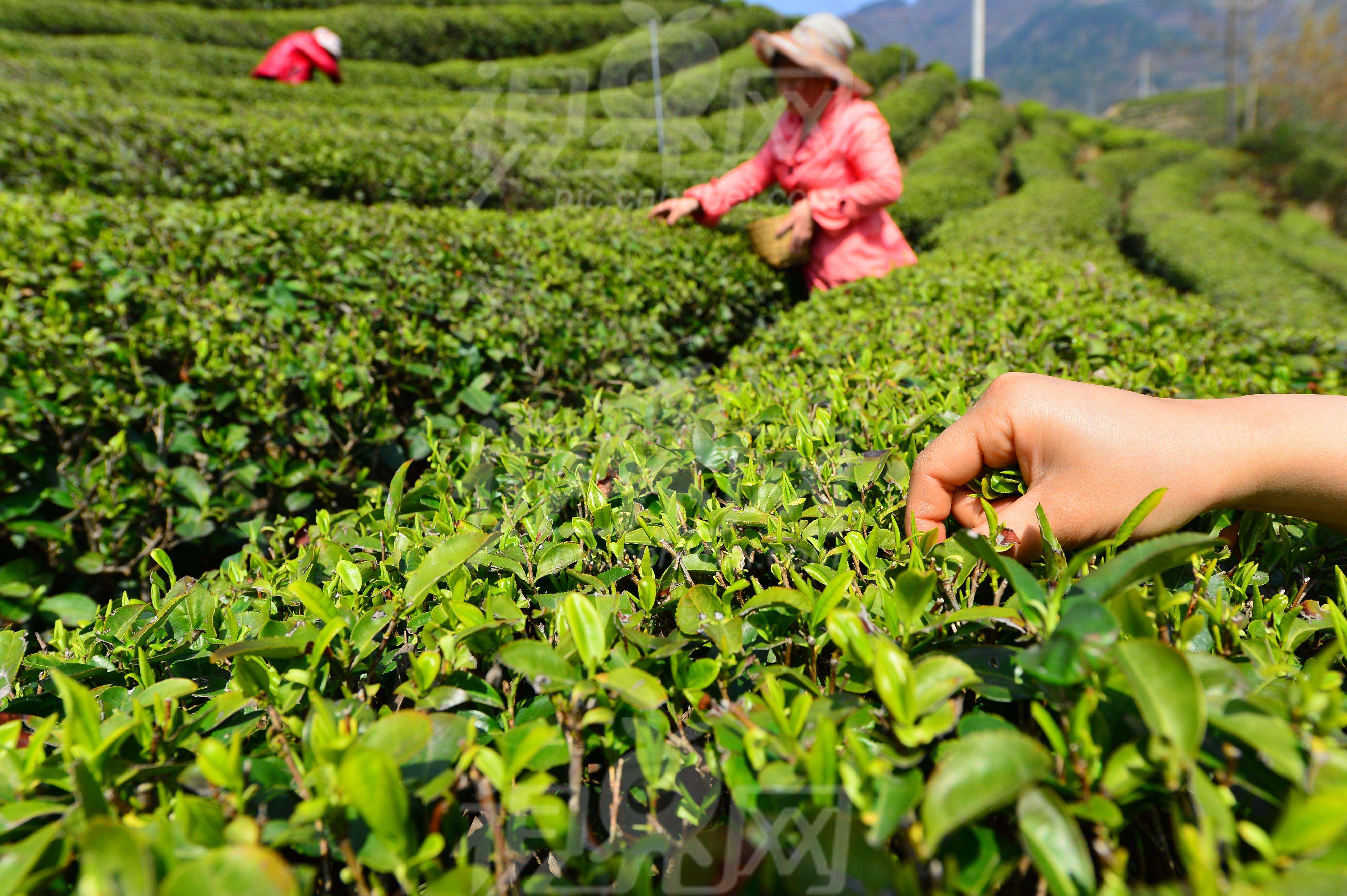 河南省首部茶保护法规实施