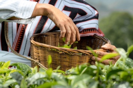 喜茶联合深圳市标准院发起真茶应用研究推动行业茶叶原料品质升级米乐m6官网登录入口(图2)