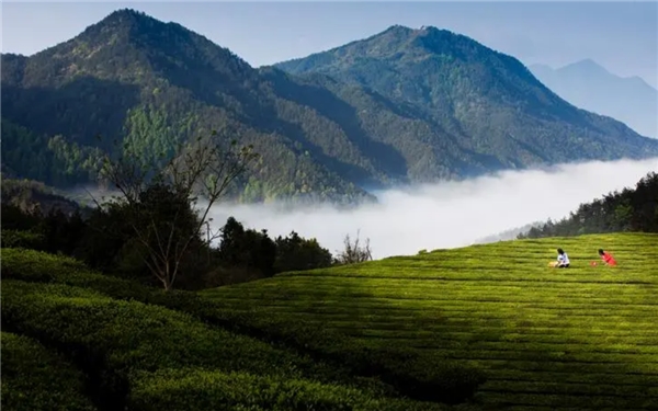 贵州茶叶交易中心（贵茶数字化）——贵定云雾茶：高山绿茗(图2)