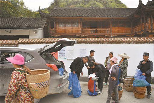 茶叶铺就脱贫路(图4)