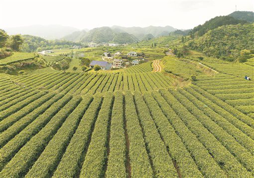 茶叶铺就脱贫路(图2)