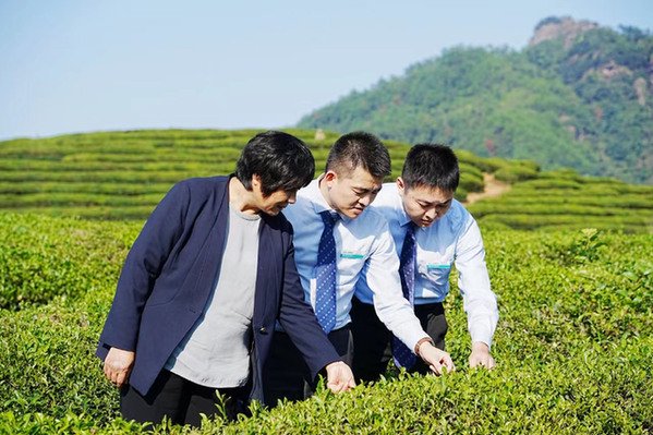 广州芳村金融茶：茶价一夜从5米乐m6官网登录入口万跌到2千500多名茶商损失几亿元