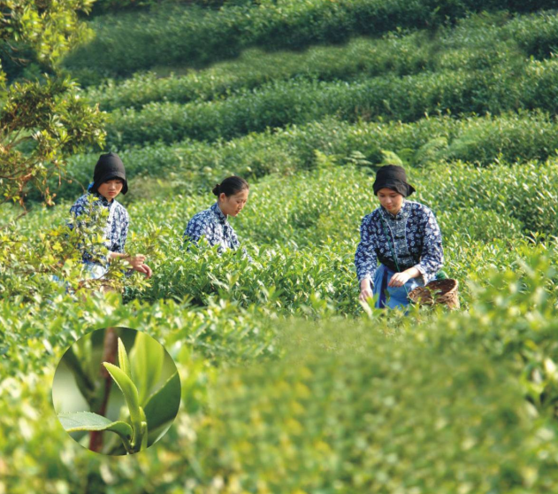 江苏制定全国首个茶叶碳足迹标识认证技术规范(图1)