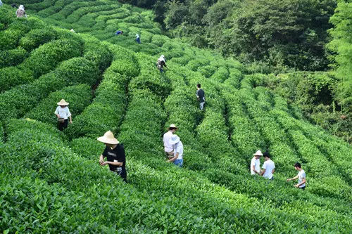 限制茶叶过度包装专题解读会在安溪召开