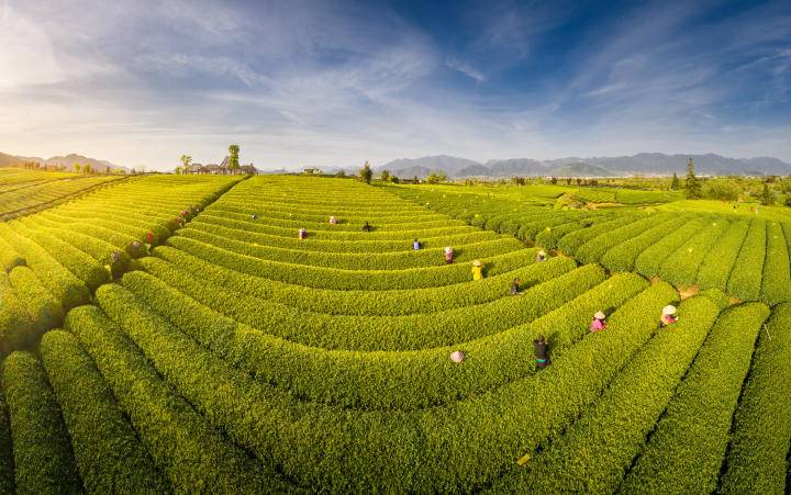 天眼新知从“茶叶”到“茶饮”新茶饮产业香飘世界