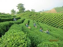 茶叶飘香村民共富