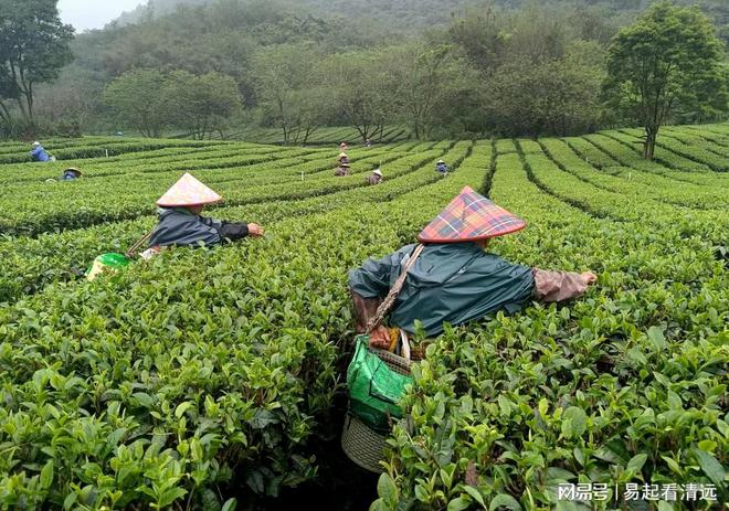 茶乡春茶开采正当时！英德春茶全面开采可望增产20%(图1)