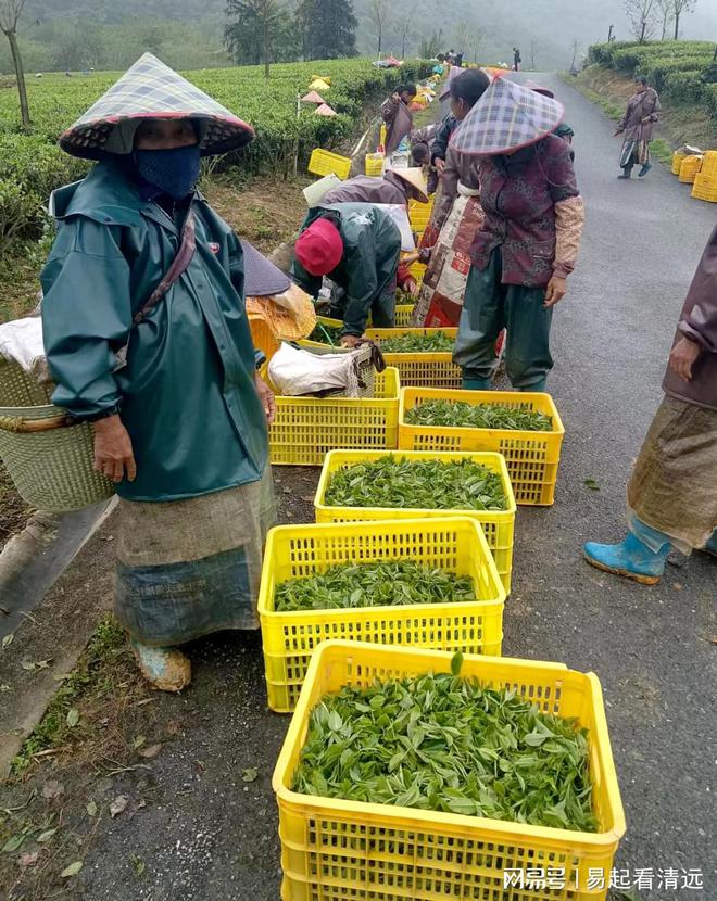 茶乡春茶开采正当时！英德春茶全面开采可望增产20%(图4)