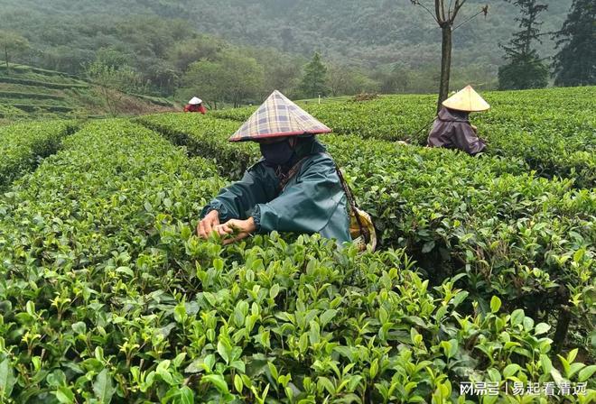 茶乡春茶开采正当时！英德春茶全面开采可望增产20%(图2)