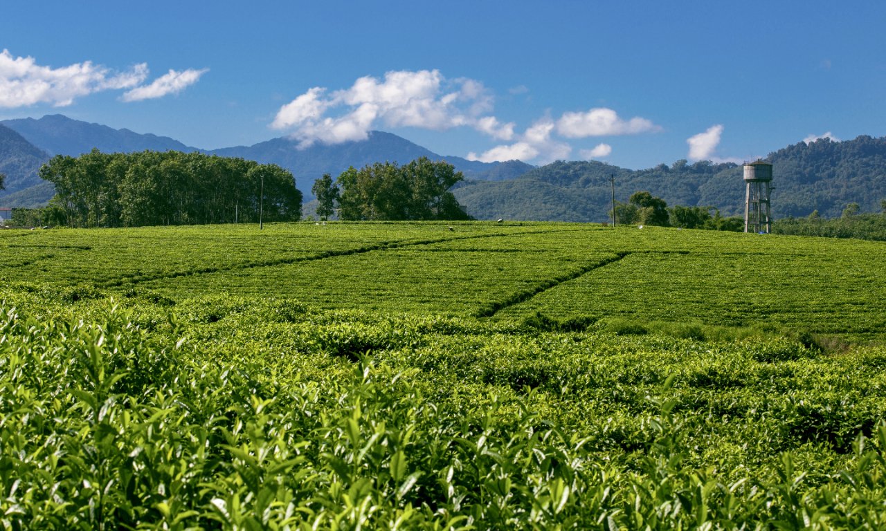 湖南省茶业集团股份有限公司