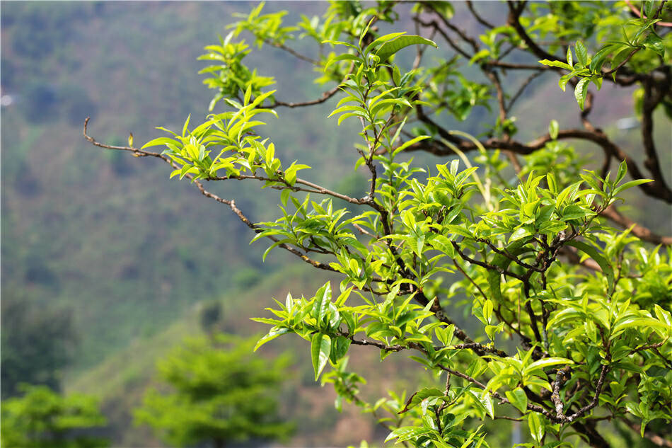 美好生活在云南｜春风起春茶香临沧双江26万亩春茶陆续开采(图1)