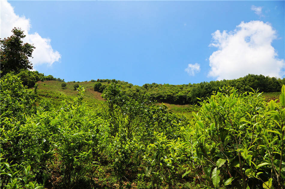 美好生活在云南｜春风起春茶香临沧双江26万亩春茶陆续开采(图3)