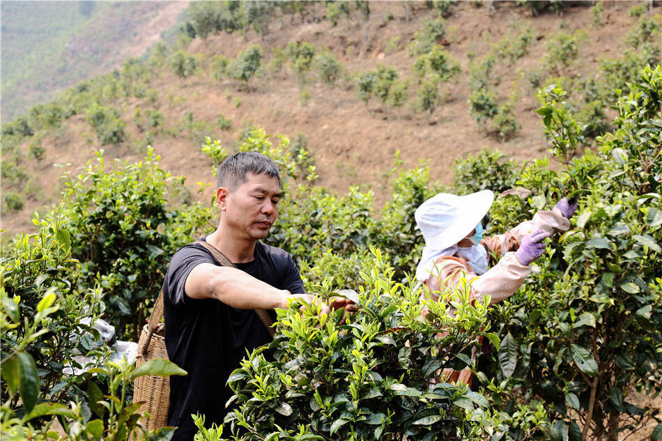 美好生活在云南｜春风起春茶香临沧双江26万亩春茶陆续开采(图2)