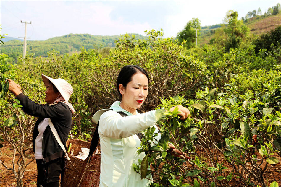 美好生活在云南｜春风起春茶香临沧双江26万亩春茶陆续开采(图6)