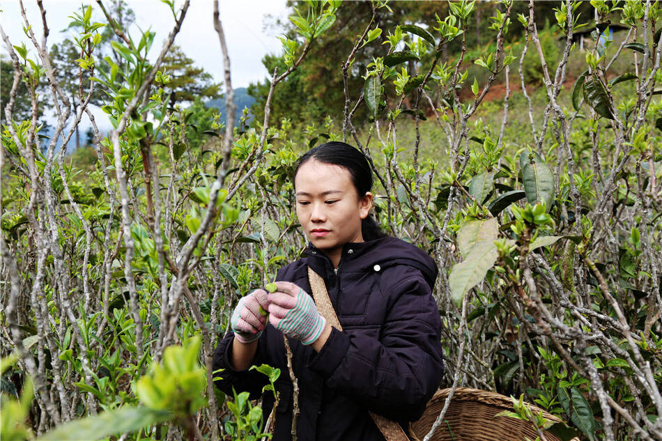 美好生活在云南｜春风起春茶香临沧双江26万亩春茶陆续开采(图7)