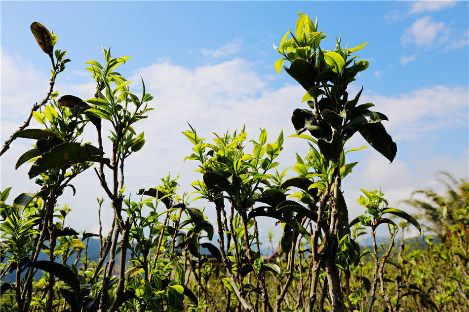 美好生活在云南｜春风起春茶香临沧双江26万亩春茶陆续开采(图8)