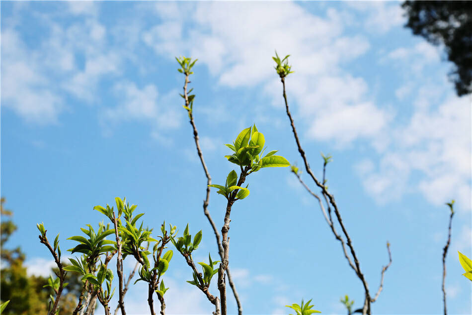 美好生活在云南｜春风起春茶香临沧双江26万亩春茶陆续开采(图9)