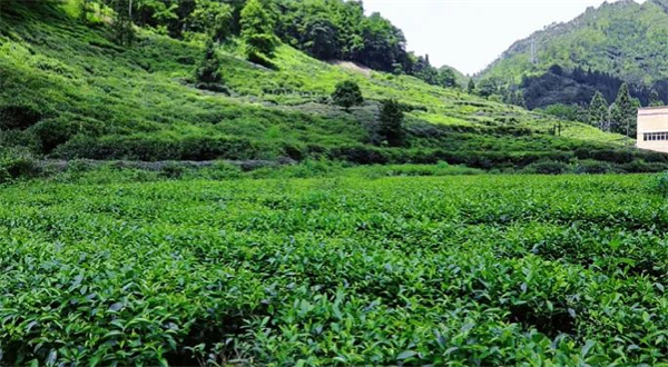 “平价茶”陆续涌入茶市渐回暖5月中旬普通春茶将大批量上市