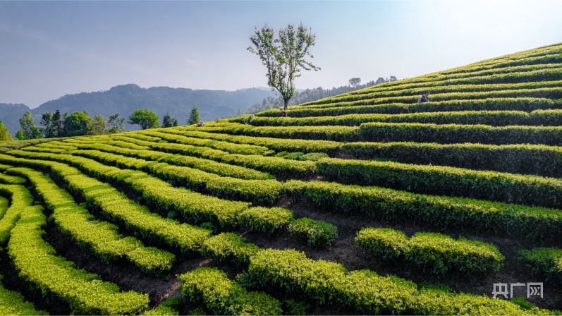 以茶为媒 梁河县2024年回龙茶文化节开幕(图2)