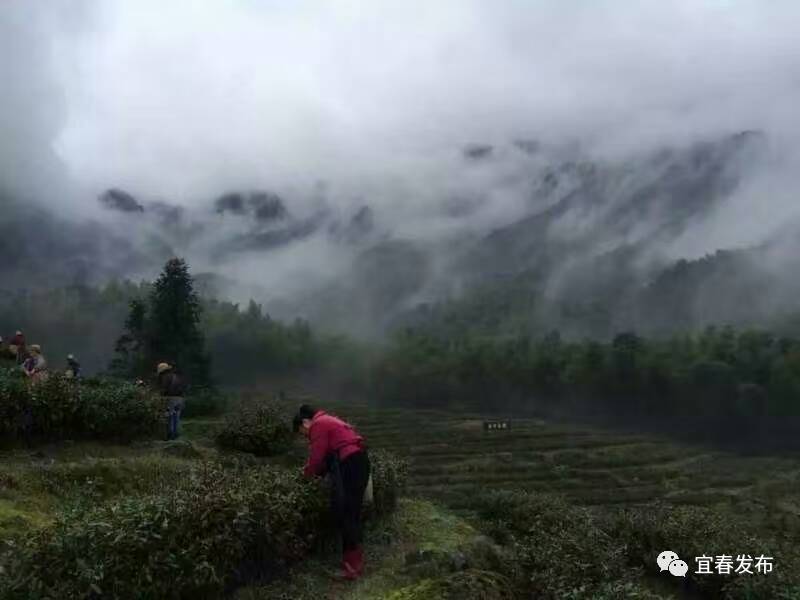 到宜春吃茶去！家乡茗茶你知多少？(图3)