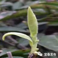 到宜春吃茶去！家乡茗茶你知多少？(图6)