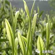 到宜春吃茶去！家乡茗茶你知多少？(图10)