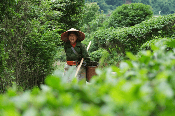 近观｜茶香醇厚意悠长(图2)