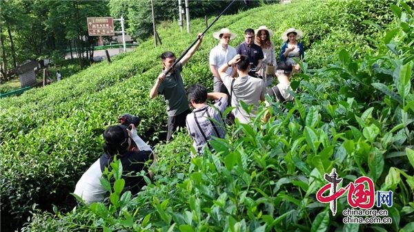 采茶趣 制茶乐 品茶韵——川茶文化国际推荐官候选人走进雅安名山蒙顶山(图1)