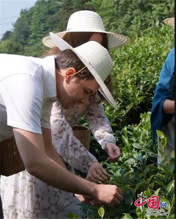 采茶趣 制茶乐 品茶韵——川茶文化国际推荐官候选人走进雅安名山蒙顶山(图3)